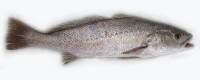 Corvina-